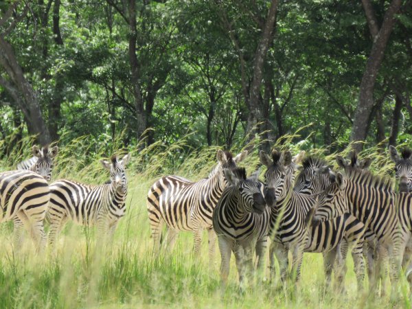zebras mukuvisi